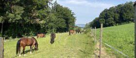 Näf's Pferdeparadies