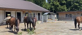 Aktivstallplatz frei in Gysenstein für Barhufstute