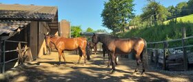 Schöner Gruppen-Laufstall in Schenkon