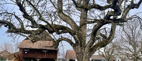 Hof Anthäuptli