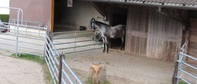 Pferde- und Eselhof Grünegg