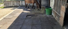 Stall Egger