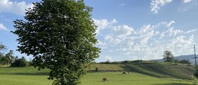 Hof Dobegg
