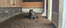 Kleiner privater Offenstall in TOP Ausreitgebiet