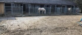 Auslauf-Pferdebox mit Vollpension in Lamboing BE