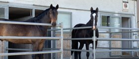 Auslaufboxe in Bettlach SO zu vermieten