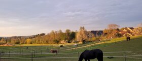 Pferdepension im Zürcher Weinland
